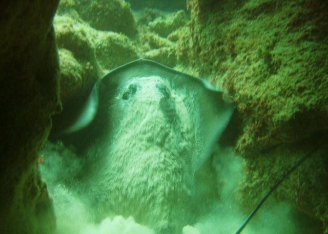  Arraia marinha 